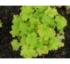 Гейхера Ситронелла (Citronella ) P9